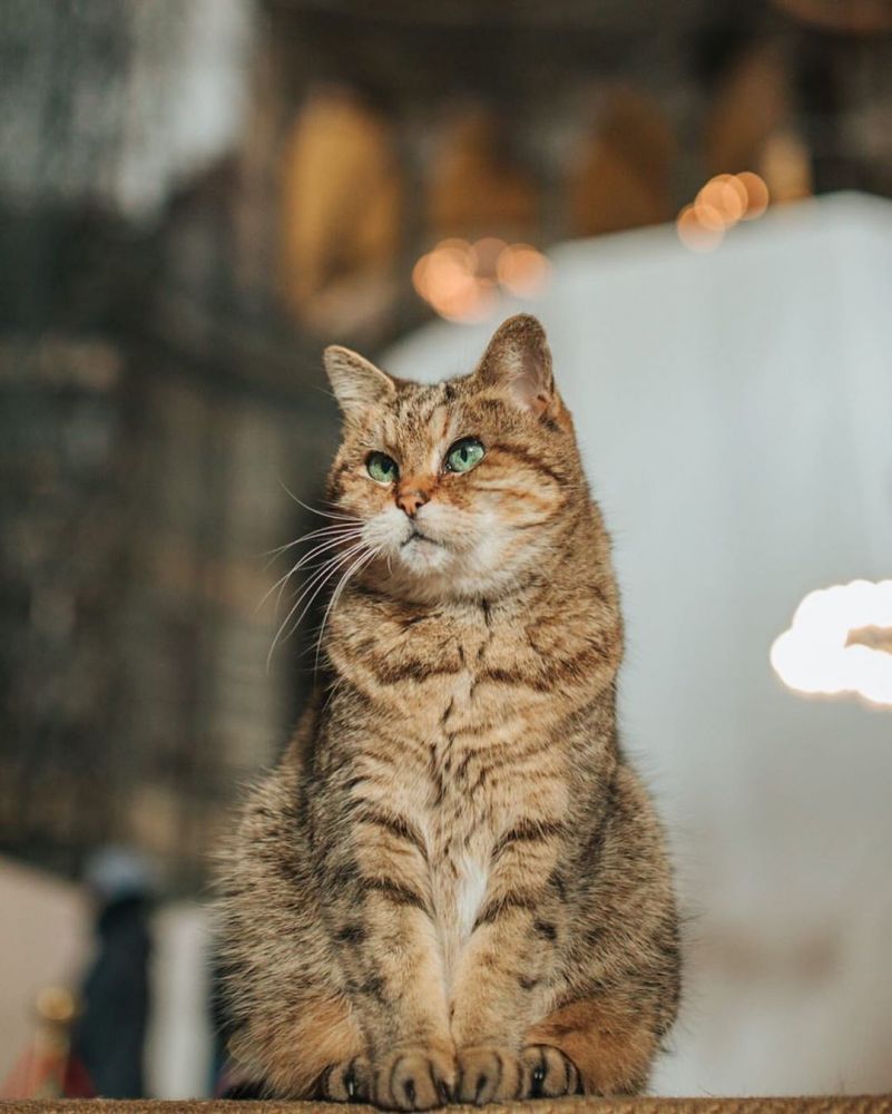11 милых фото кота, который живет в мечети Святой Софии