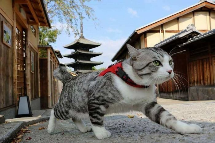 Фотогеничный кот-путешественник зазвездился в Instagram Фотогеничный кот-путешественник зазвездился в Instagram