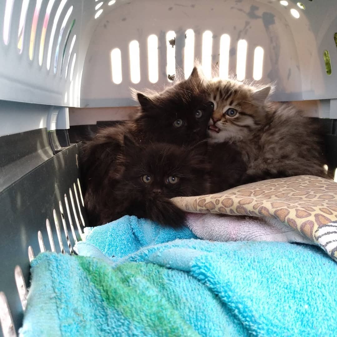 помощь котенку котята в переноске