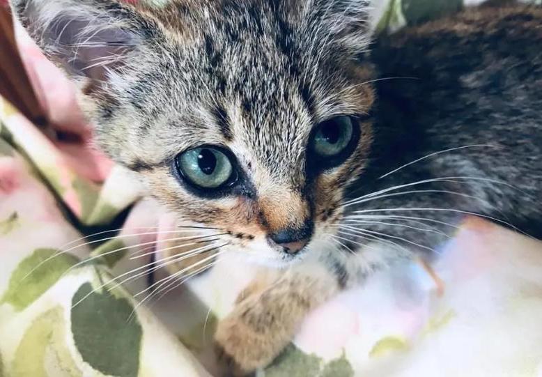 Котенка игнорировали все прохожие, но одна женщина решила его приютить