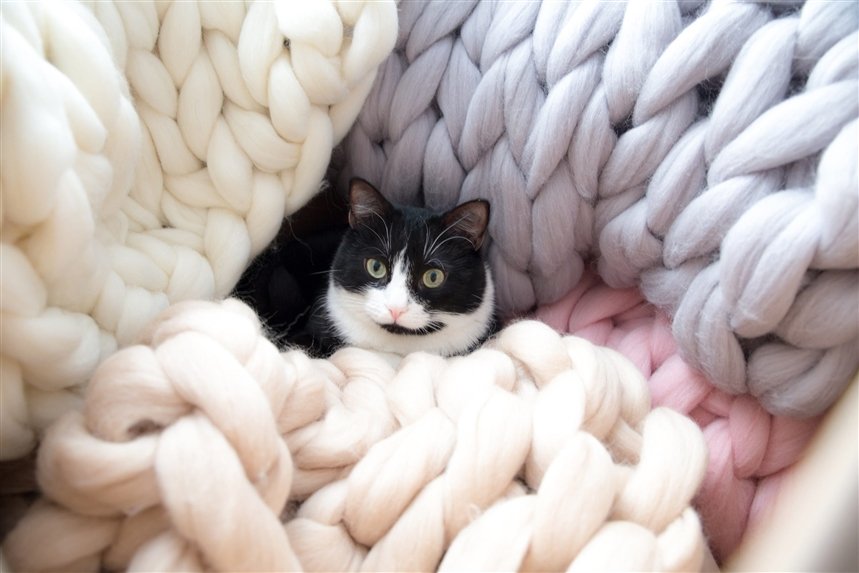Кошка в одеялах