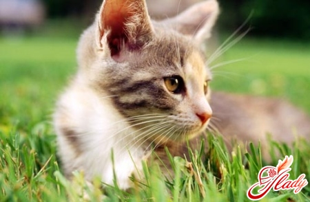 у кота перхоть лечение у кота перхоть лечение