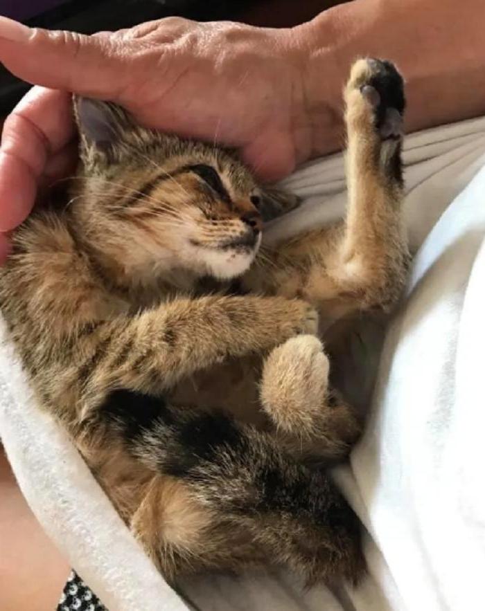 Котенка игнорировали все прохожие, но одна женщина решила его приютить