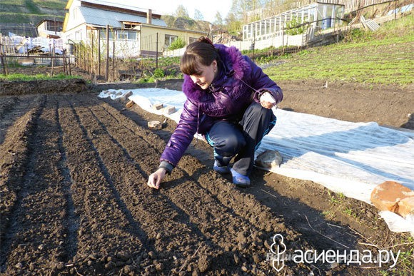 Моя плодородная почва — глина Моя плодородная почва — глина