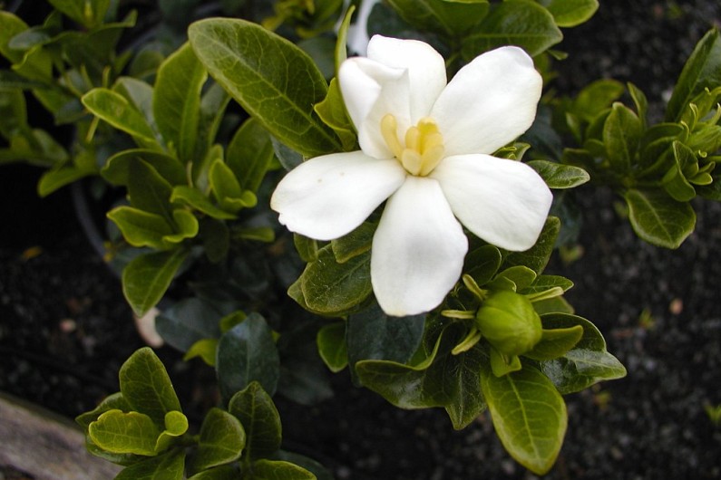 Gardenia 'Kleim's Hardy'