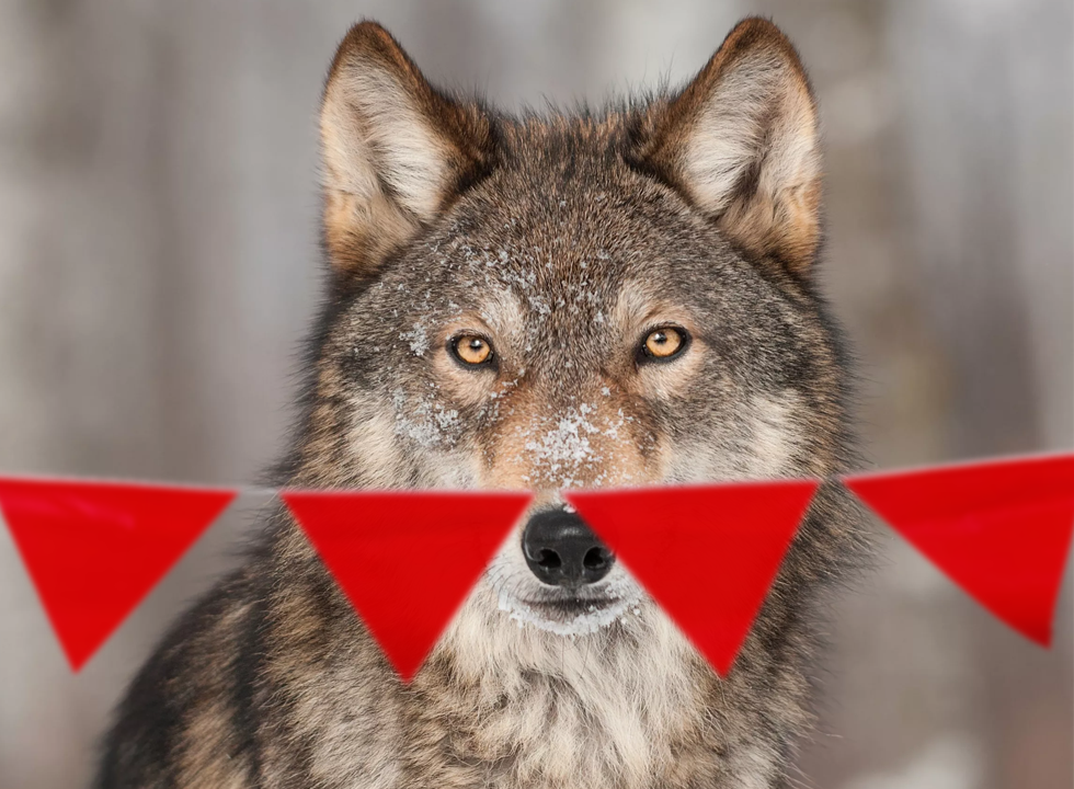 Почему волки панически боятся красных флажков?