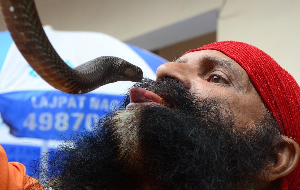 Змеиный фестиваль Nag Panchami —  традиционное поклонение змеям в Индии