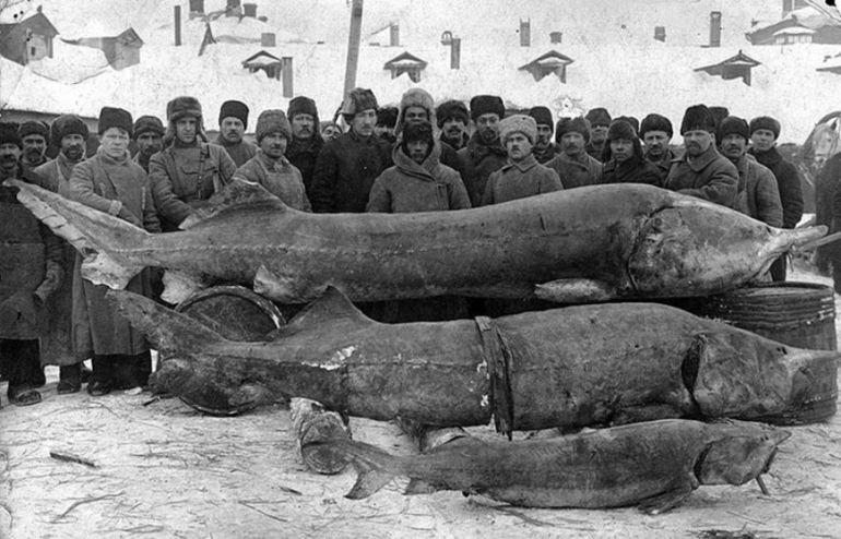4 метра в длину: куда исчезла белуга — самая большая речная рыба на планете