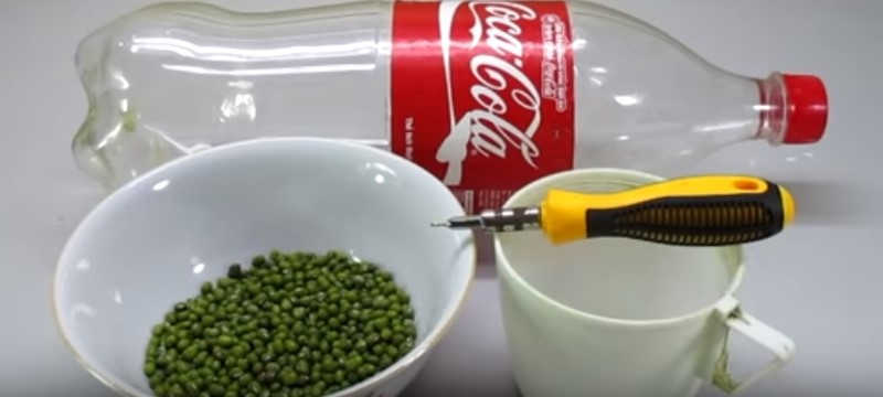 проращивание бобов маш