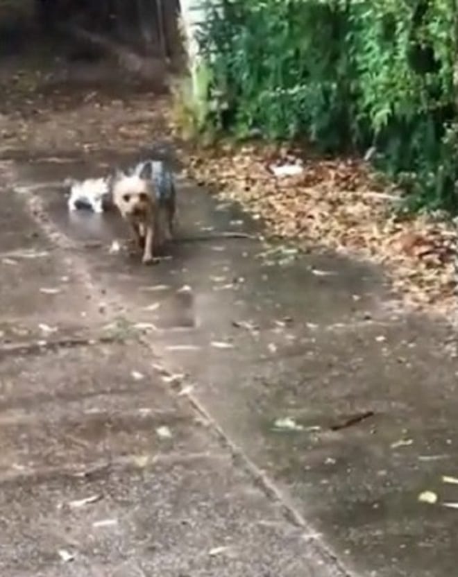 Животные под дождем Собака и котенок