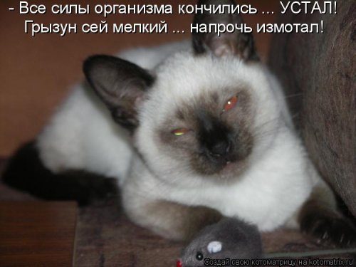 Уморительные котоматрицы для отличного настроения Уморительные котоматрицы для отличного настроения
