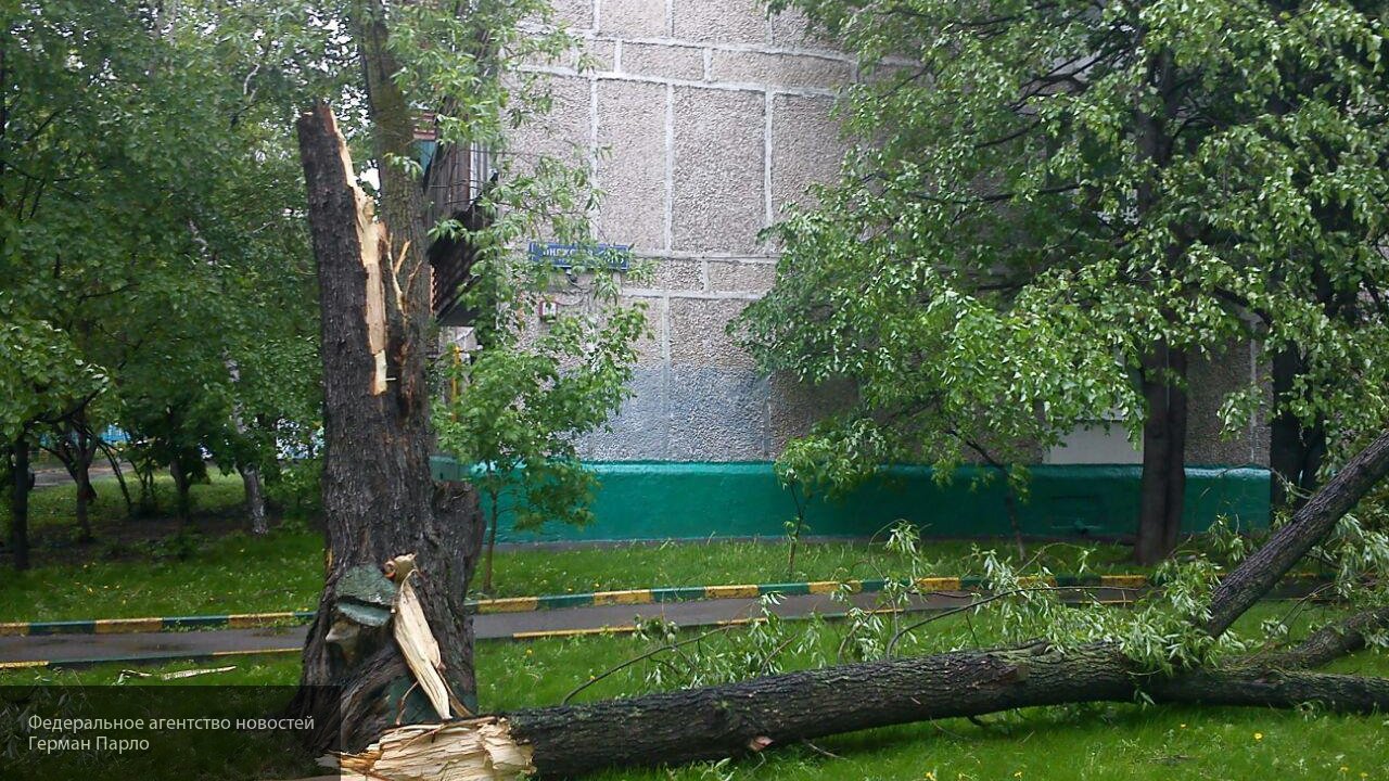 В Рязани во время урагана на 28-летнюю девушку рухнуло дерево