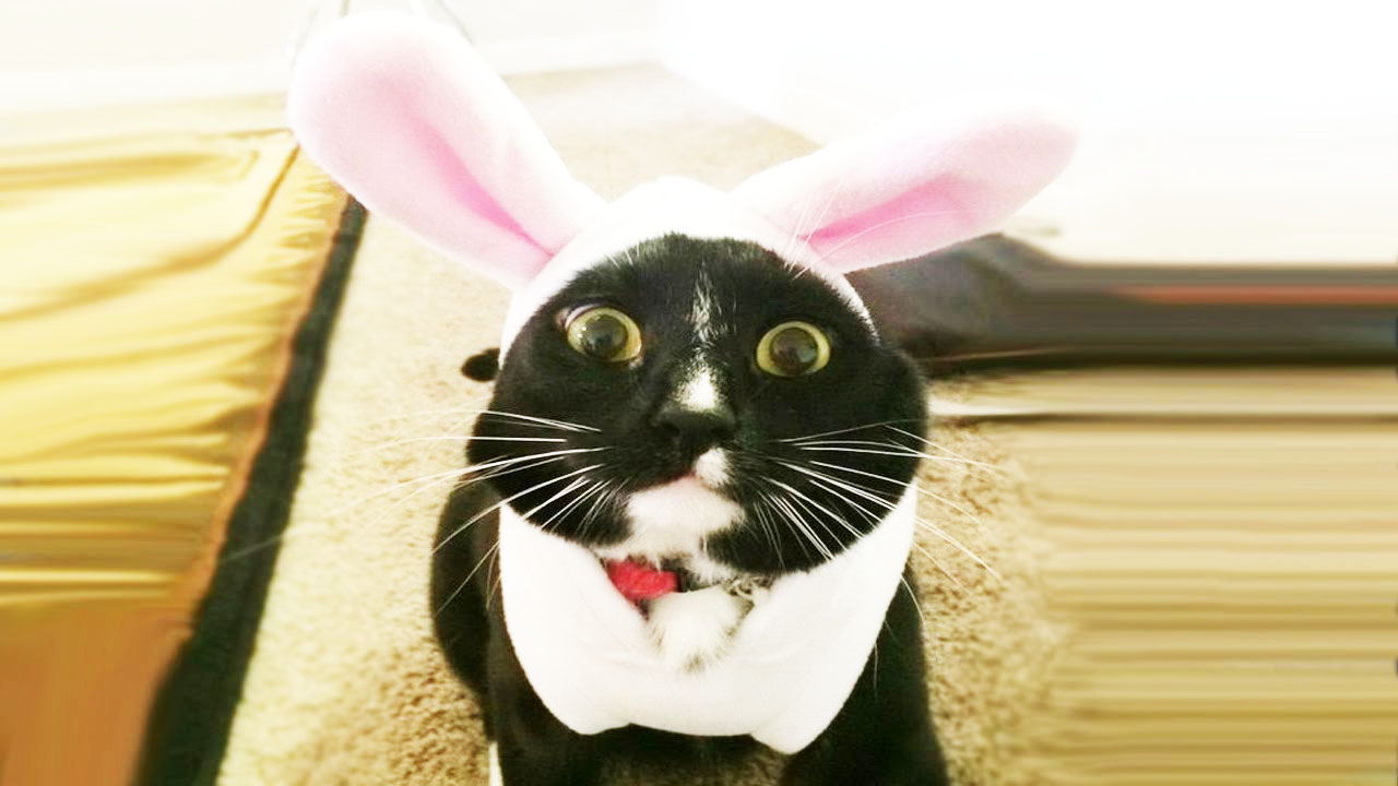 Смешные коты и кошки)