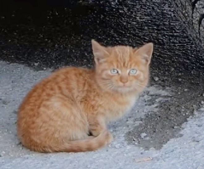 Бездомный котенок Котенок сидит