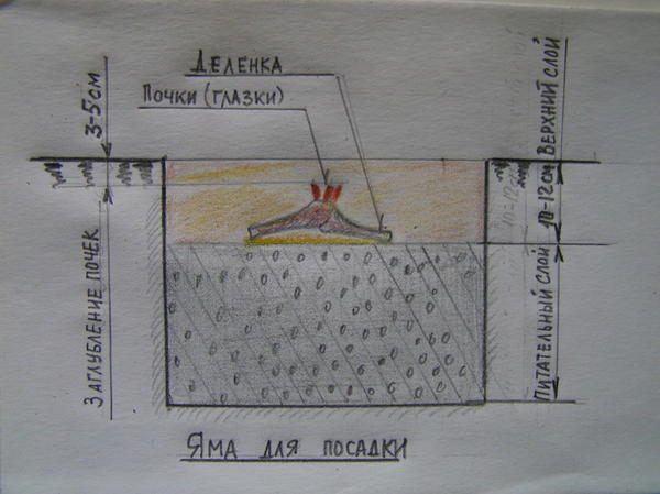 Пионы просят посадки Пионы просят посадки