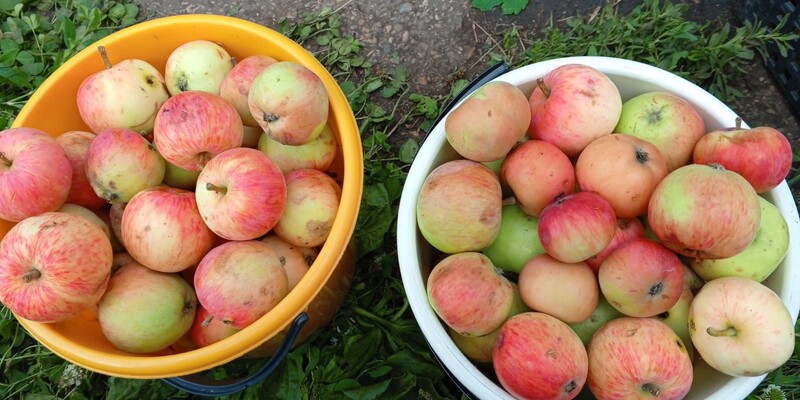 Яблоки и другие виды фруктов, которые снизят уровень холестерина