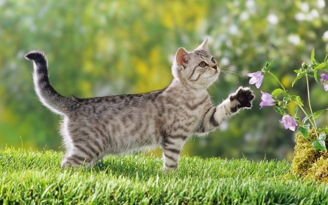 КОТЭ-ФАКТЫ. О ТОМ, ЧЕГО ВЫ НЕ ЗНАЛИ ОБ УСАТЫХ ЛЮБИМЦАХ! КОТЭ-ФАКТЫ. О ТОМ, ЧЕГО ВЫ НЕ ЗНАЛИ ОБ УСАТЫХ ЛЮБИМЦАХ!