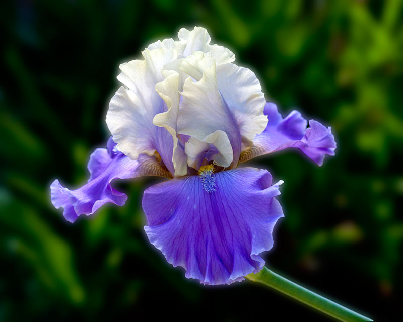 iris-foto-23