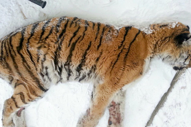 Измученная тигрица со сломанными зубами и когтями вышла к людям и попросила помощи