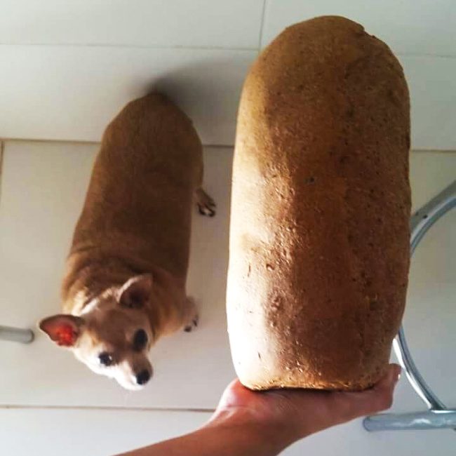Животные, которых не так-то просто раскусить) Животные, которых не так-то просто раскусить)