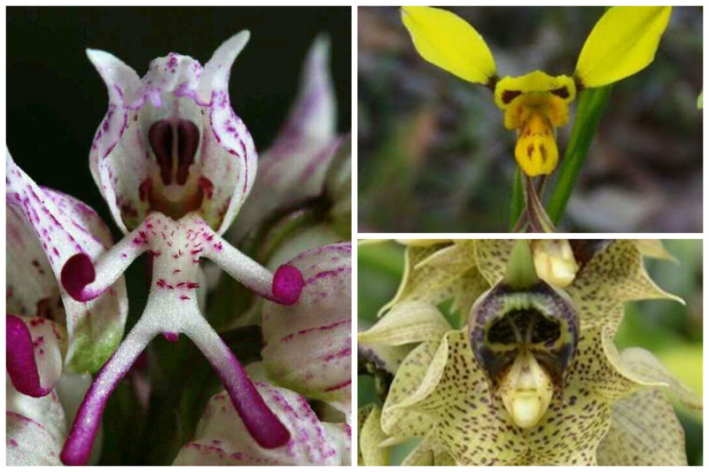 Orchid "Space Alien", Donkey Orchid - Diuris  Catasetum sanguineum , , , , 