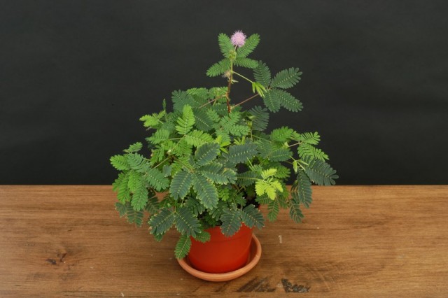 Мимоза стыдливая (Mimosa pudica) Мимоза стыдливая (Mimosa pudica)