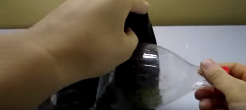 проращивание семян в пластиковой бутылке