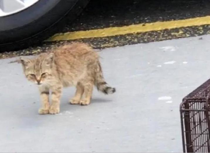 Котенка игнорировали все прохожие, но одна женщина решила его приютить