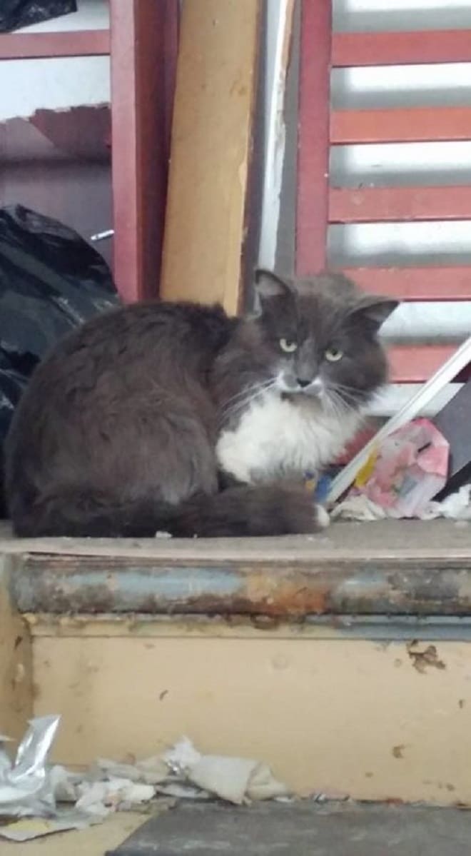 Кот в мусоре Кот на лестнице
