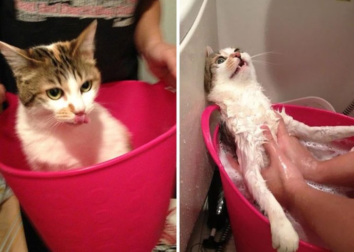 Помытые и оскорбленные: 8 котов, принявших ванну