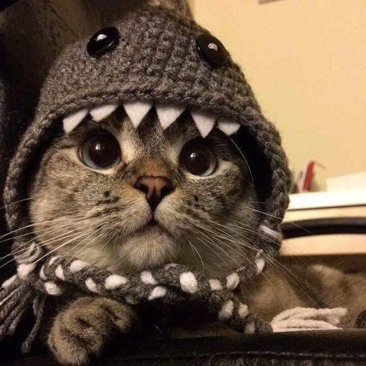 Животные, которых не так-то просто раскусить) Животные, которых не так-то просто раскусить)