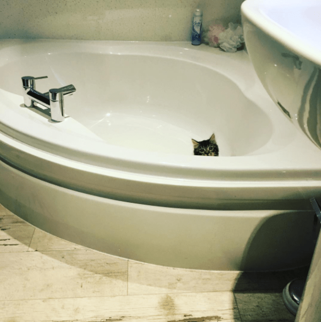 Малыши, которые ещё не совсем готовы быть котами)) Малыши, которые ещё не совсем готовы быть котами))