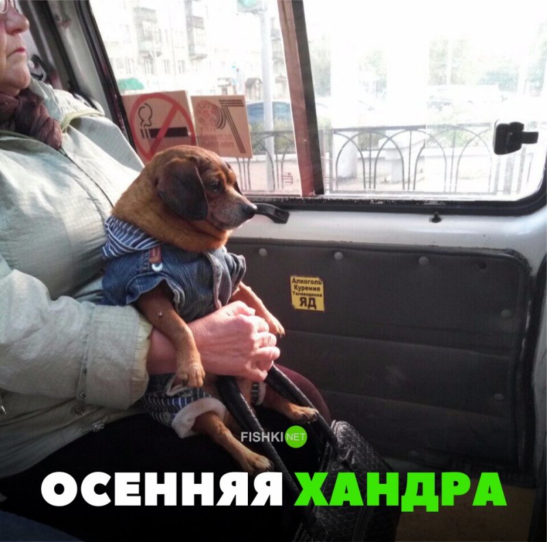 Свежая подборка автоприколов Свежая подборка автоприколов авто, автоприколы, приколы