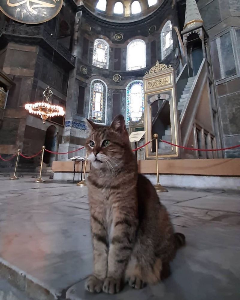 11 милых фото кота, который живет в мечети Святой Софии