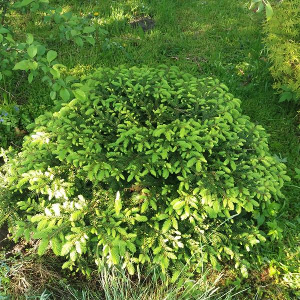 Ель подушкообразная Нидиформис (Picea abies Nidiformis) — мягкость вашего сада Ель подушкообразная Нидиформис (Picea abies Nidiformis) — мягкость вашего сада
