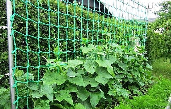 Шпалера своими руками для огурцов Шпалера своими руками для огурцов