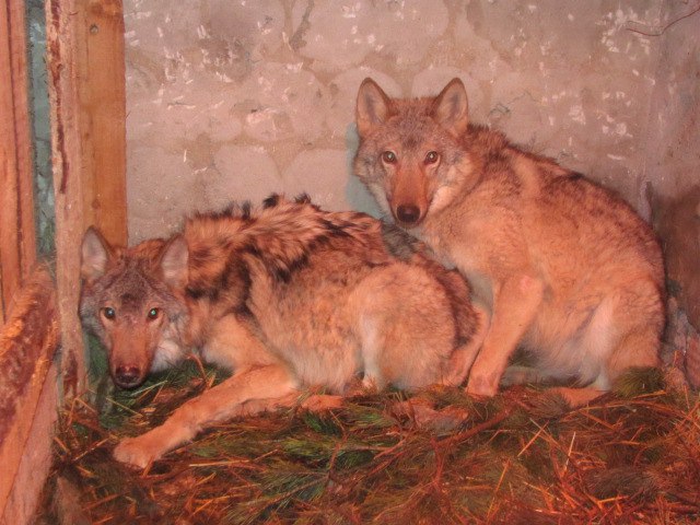 Два забитых волчонка жались друг к другу в тесной клетке