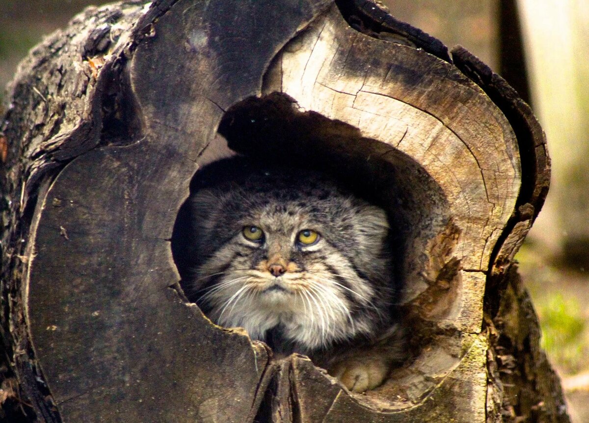 Коробки и кошки... большие кошки