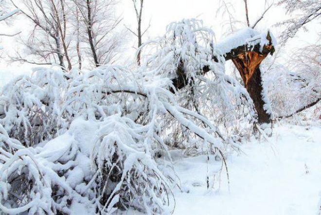 Дерево в снегу