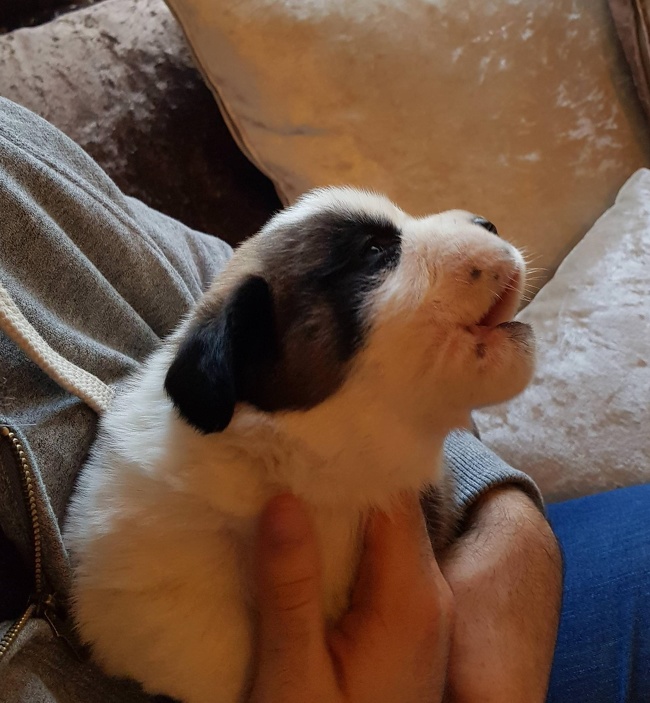 27 фотографий кошек и собак, которые заставят вас забыть обо всех проблемах 27 фотографий кошек и собак, которые заставят вас забыть обо всех проблемах