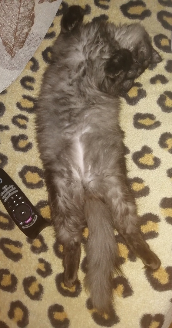дом для кота кот на кровати