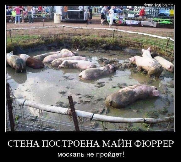 Год Свиньи - год Украины Год Свиньи - год Украины