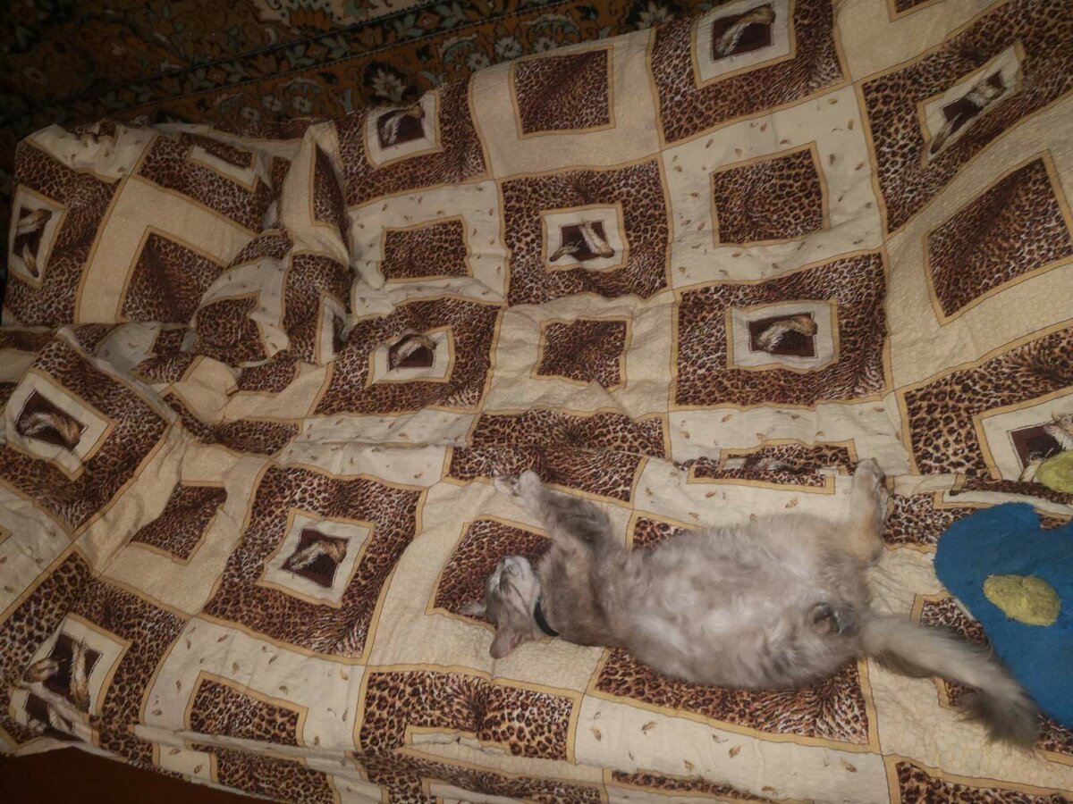 Беременная кошка чудит не меньше беременной женщины. Наша однажды уснула на полпути к миске с молоком