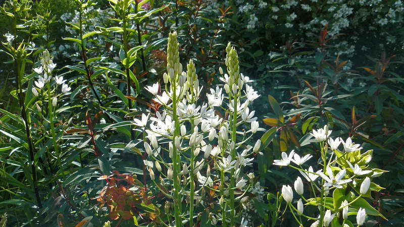Птицемлечник крупный Ornithogalum magnum в ландшафтном дизайне фото