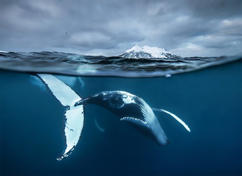 "Арктическое шоу", Одун Рикардсон "Арктическое шоу", Одун Рикардсон Wildlife Photographer of the Year, животные, конкурс, мир, под водой, природа, фотография, фотомир