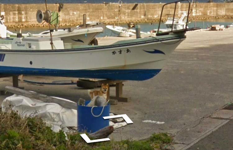 В Японии собака проследовала за автомобилем Google Street View, забавно «испортив» каждую сделанную им фотографию В Японии собака проследовала за автомобилем Google Street View, забавно «испортив» каждую сделанную им фотографию google street view, животные, кадр, собака, юмор