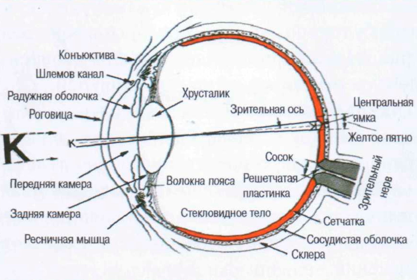 Зрительный анализатор строение глаза схема