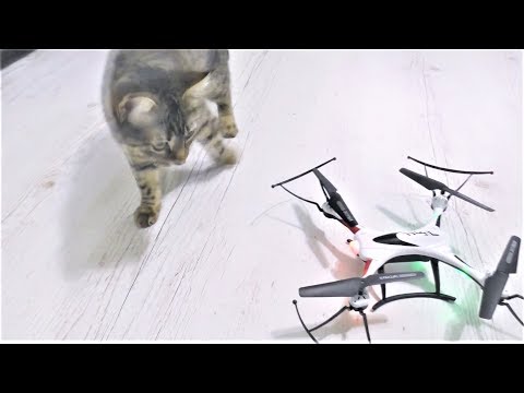 ПРИКОЛЫ С КОТАМИ — Смешные коты и кошки 2018 Любопытство Дроны и Большая Змея ПРИКОЛЫ С КОТАМИ — Смешные коты и кошки 2018 Любопытство Дроны и Большая Змея