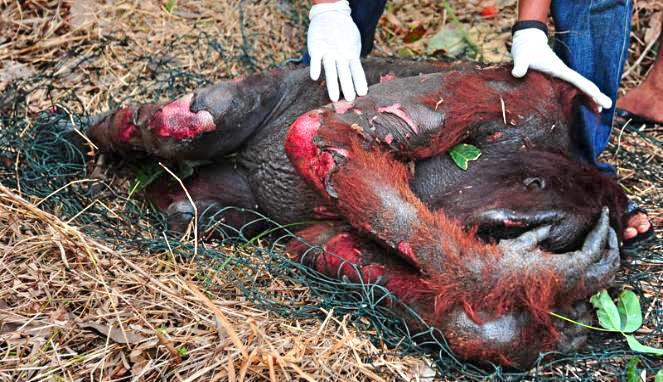 Картинки по запросу palm oil orangutans