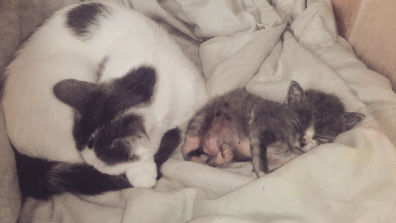 Котята не двигались, и я сначала подумала, что уже поздно, но... Котята не двигались, и я сначала подумала, что уже поздно, но...
